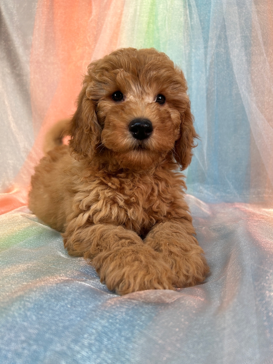 F1b Miniature Goldendoodle Puppy for Sale $1200 DOB 3-15-2024